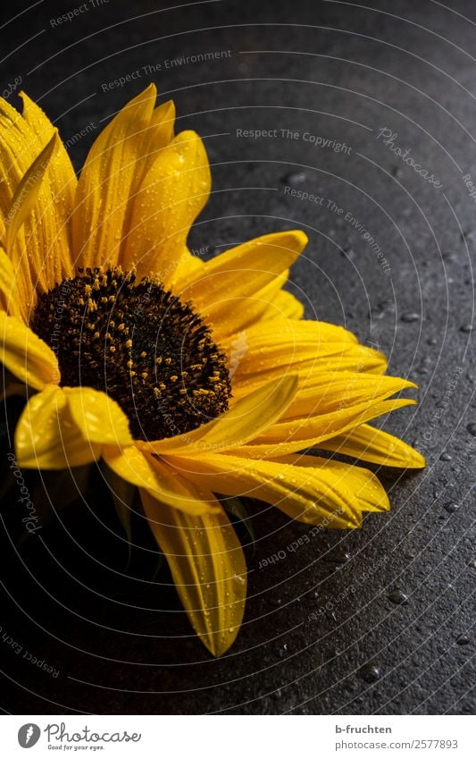 Sonnenblume mit Wassertropfen Feste & Feiern Trauerfeier Beerdigung Blume Blüte Stein liegen warten nass gelb Kraft Begierde Glaube Religion & Glaube schön