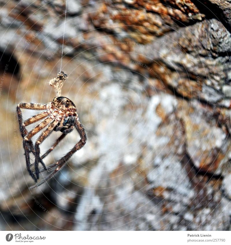 Horror Umwelt Natur Tier Wildtier Totes Tier Spinne 1 Angst Entsetzen Todesangst gefährlich Nervosität verstört Schüchternheit Respekt Ekel hängen Stein fremd