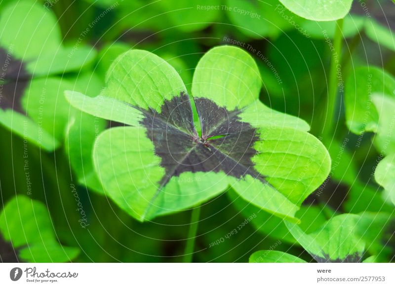 Close-up of a four-leaf lucky clover leaf Natur Blatt Grünpflanze Gesundheit Glück Blossoms Congratulation Luck Lucky Lucky Symbol Plant fibers Profit