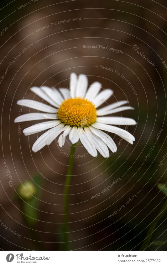 Margerite Nahaufnahme Pflanze Blume Blüte Grünpflanze Garten Park Wiese Fröhlichkeit frisch schön Einsamkeit ästhetisch Gefühle Leben Leichtigkeit ruhig dunkel