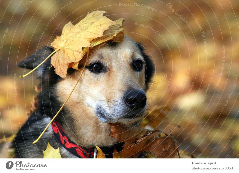 Ahornkrone Natur Tier Herbst Blatt Park Wald Hund Tiergesicht Fell 1 warten natürlich niedlich weich braun gelb Zufriedenheit loyal Tierliebe Treue friedlich