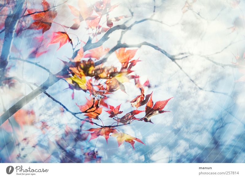 Ahorn Natur Herbst Baum Blatt Ahornzweig Ahornblatt Japanischer Ahorn außergewöhnlich hell natürlich blau rot Farbfoto Außenaufnahme Menschenleer