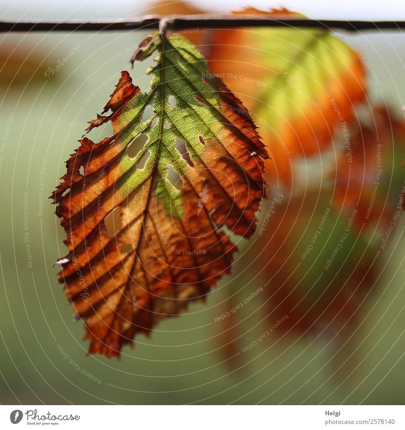 vergänglich Umwelt Natur Pflanze Herbst Schönes Wetter Baum Blatt Wildpflanze Blattadern Park hängen leuchten dehydrieren einzigartig klein natürlich braun gelb