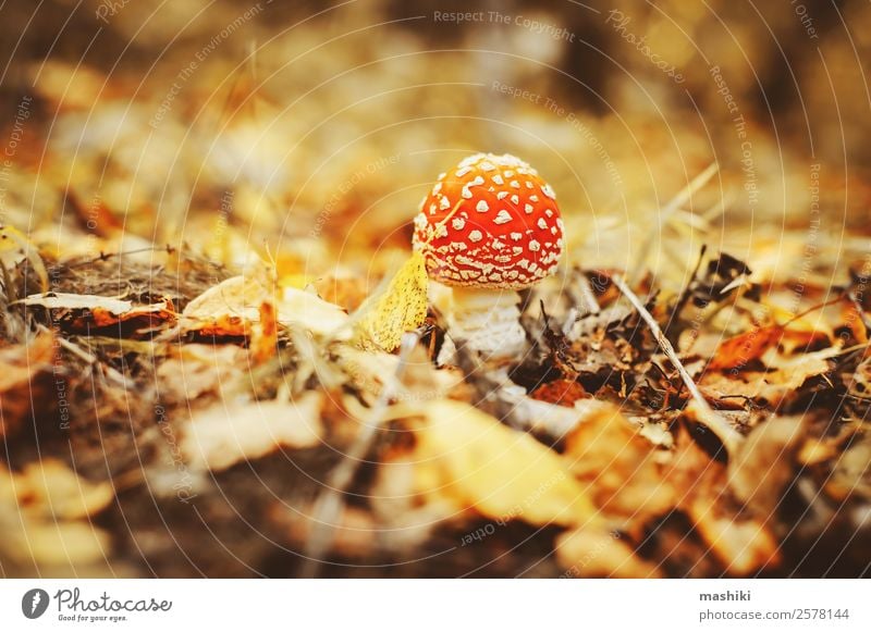 Fliegenpilz mit Herbstwaldhintergrund schön Natur Pflanze Gras Park Wald Wachstum natürlich wild rot gefährlich Pilz Blätterpilz amanita Jahreszeiten