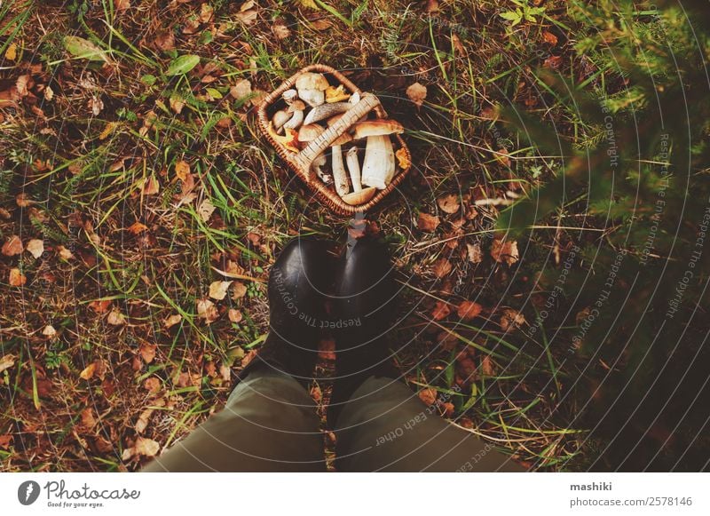 Sammeln von Waldpilzen im Herbstwald Vegetarische Ernährung Lifestyle Jagd Sommer Natur Blatt frisch natürlich wild braun erkunden Lebensmittel Pilz