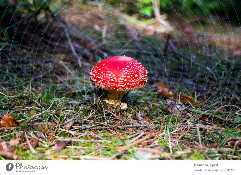 Buzzer Natur Pflanze Herbst Park Wald klein rot ästhetisch Farbe Freizeit & Hobby Glück Risiko Umwelt Umweltschutz Pilz Querformat Fliegenpilz Glückskind