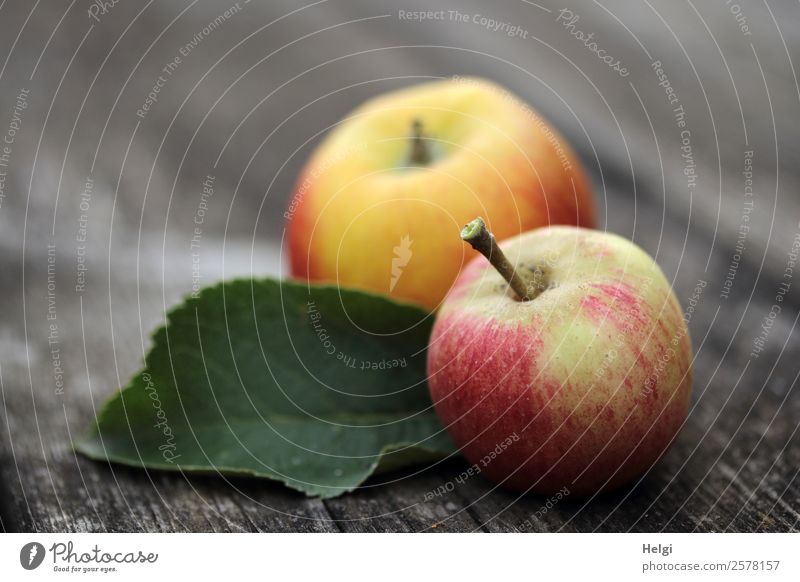 zwei frisch gepflückte Äpfel und ein Blatt liegen auf einem alten Holztisch Lebensmittel Frucht Apfel Ernährung Bioprodukte Vegetarische Ernährung Diät