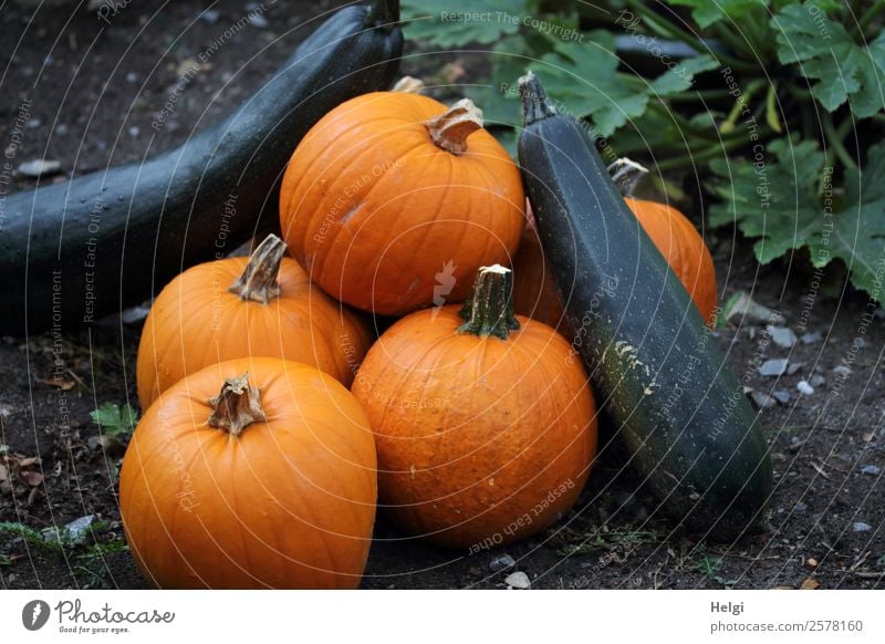 gute Ernte Lebensmittel Gemüse Kürbis Zucchini Ernährung Bioprodukte Vegetarische Ernährung Umwelt Natur Pflanze Blatt Nutzpflanze Garten liegen frisch