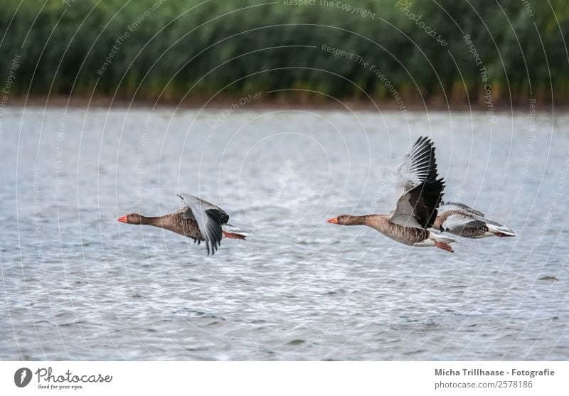 Fliegende Wildgänse über dem See Natur Tier Wasser Sonnenlicht Schönes Wetter Pflanze Schilfrohr Wildtier Vogel Tiergesicht Flügel Wildgans Gans Feder 3