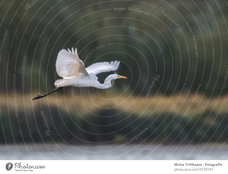 Fliegender Silberreiher Natur Tier Wasser Sonne Sonnenlicht Schönes Wetter Pflanze Baum Sträucher Seeufer Wildtier Vogel Tiergesicht Flügel Krallen Graureiher