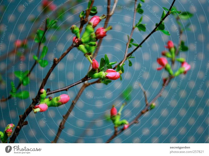 punkten Pflanze Frühling Blüte Grünpflanze Dekoration & Verzierung Blumenstrauß Blühend frisch nah blau grün rosa ästhetisch Duft Quitte Quittenblüte