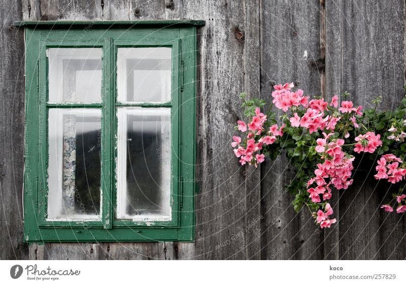 Blumenfenster Wohlgefühl Zufriedenheit Haus Dekoration & Verzierung schlechtes Wetter Pflanze Blüte Pelargonie Alpen Hütte Berghütte Fassade Fenster Holz Glas