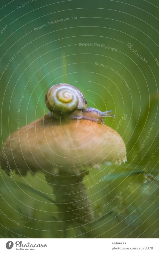 Pilzführung Umwelt Natur Herbst Pflanze Gras Wildpflanze Wiese Wald Tier Schnecke 1 außergewöhnlich braun grün Mobilität Perspektive Wege & Pfade krabbeln