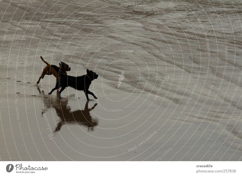 New Zealand 185 Umwelt Natur Landschaft Küste Strand Bucht Tier Haustier Hund 2 Tierpaar fangen laufen ästhetisch Freude Zufriedenheit Lebensfreude Begeisterung