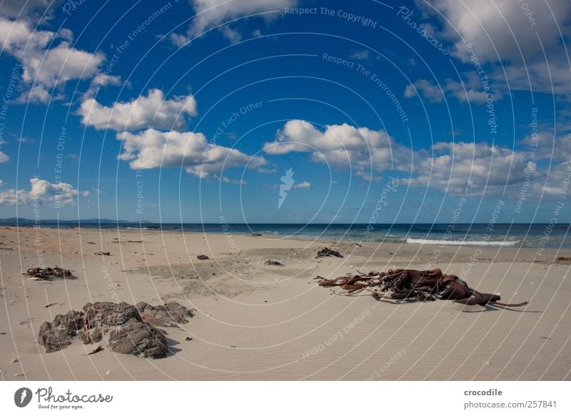 New Zealand 186 Umwelt Natur Landschaft Wolken Schönes Wetter Küste Strand ästhetisch Zufriedenheit Lebensfreude Frühlingsgefühle Algen catlins Neuseeland