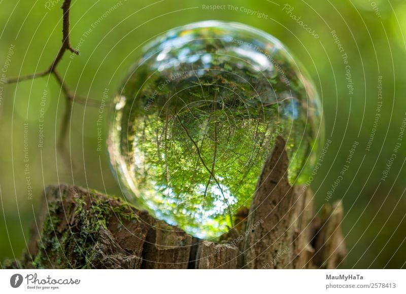 Kristallkugel Natur Landschaft Pflanze Frühling Sommer Herbst Schönes Wetter Baum Gras Garten Park Wald Glück Fröhlichkeit Euphorie Coolness Optimismus Erfolg