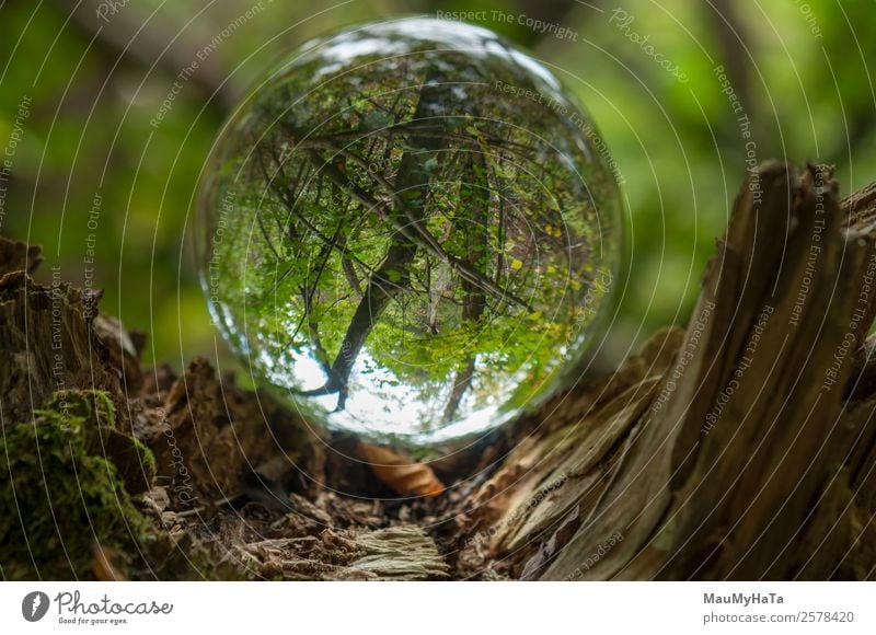 Kristallkugel Natur Landschaft Pflanze Frühling Sommer Herbst Klima Baum Gras Wildpflanze Garten Park Wald Lupe Luftballon Holz Glas Kristalle Glück