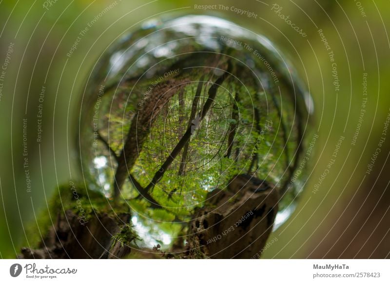 Kristallkugel Natur Landschaft Pflanze Luft Frühling Sommer Herbst Klima Baum Gras Garten Park Wald Lupe Luftballon Holz Glas Kristalle Glück Fröhlichkeit