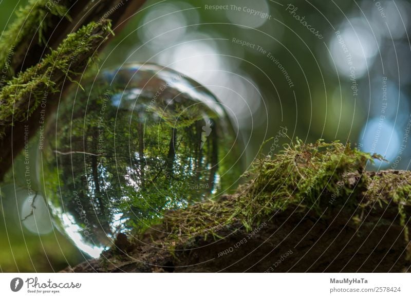 Kristallkugel Natur Landschaft Pflanze Luft Frühling Sommer Herbst Baum Gras Garten Park Wald Glück Euphorie Coolness Optimismus Erfolg Farbfoto mehrfarbig