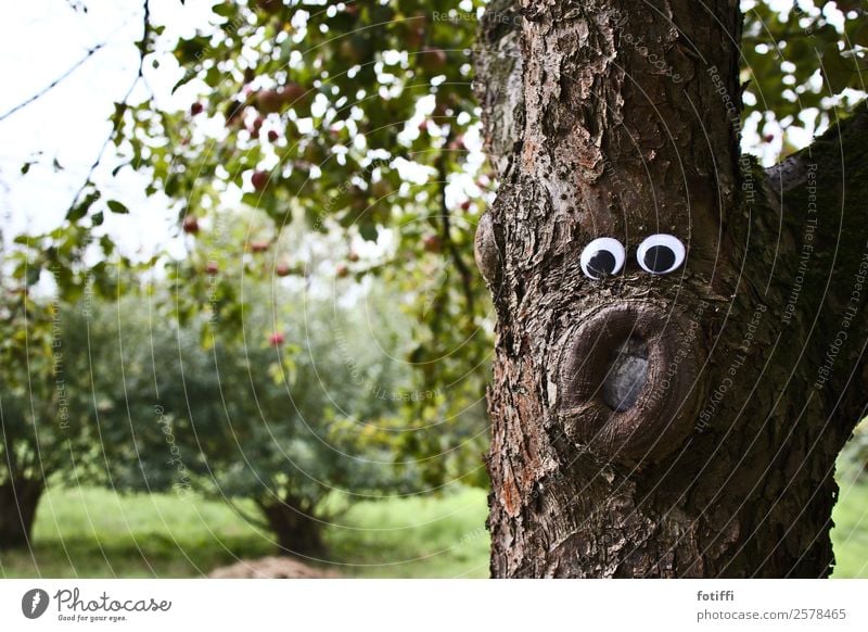 Waldschrat 2 / Wackel 5 Natur Pflanze Baum Freundschaft Baumstamm Auge erstaunt Blick braun Neugier Baumrinde Außenaufnahme