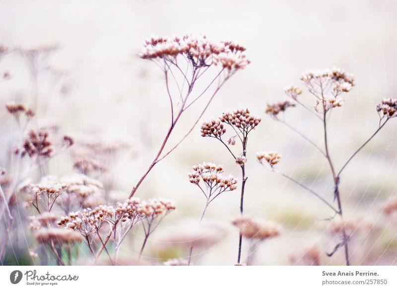 ... Umwelt Natur Pflanze Ast Zweig hell rosa Hoffnung Farbfoto Gedeckte Farben Außenaufnahme Menschenleer High Key Schwache Tiefenschärfe Zentralperspektive