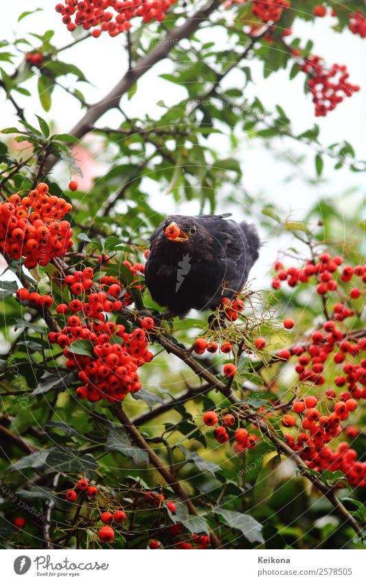 Common blackbird eating rowan berries Herbst Pflanze Sträucher Nutzpflanze Tier Vogel Amsel 1 orange rot schwarz Beeren füttern Futter Vogelfutter Deutschland