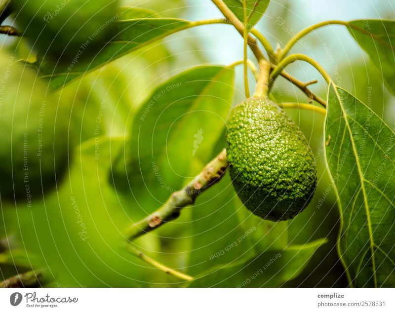 Avocado-Frucht am Baum Lebensmittel Gemüse Salat Salatbeilage Ernährung Essen Mittagessen Büffet Brunch Bioprodukte Vegetarische Ernährung Italienische Küche