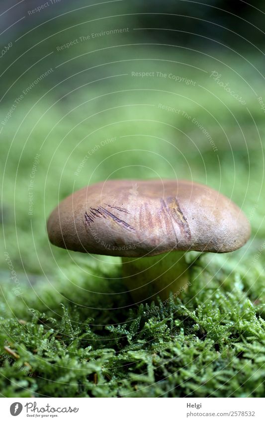 Maronenröhrling Umwelt Natur Pflanze Herbst Moos Pilz Wald stehen Wachstum authentisch klein natürlich braun grün Farbfoto Gedeckte Farben Außenaufnahme