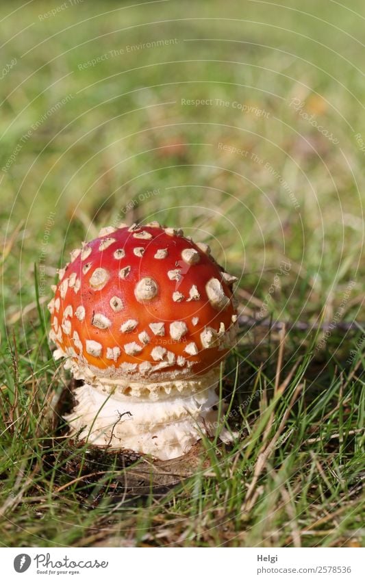 kleiner Giftzwerg Umwelt Natur Pflanze Herbst Schönes Wetter Gras Pilz Fliegenpilz Park Wiese stehen Wachstum ästhetisch schön einzigartig natürlich braun grün