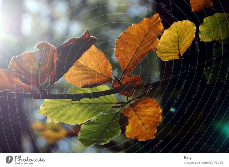 Emotionen | Ende des Sommers Umwelt Natur Pflanze Herbst Schönes Wetter Baum Blatt Zweig Herbstlaub leuchten dehydrieren alt authentisch einzigartig natürlich