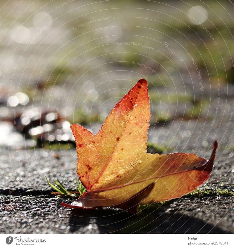 Herbstblatt Umwelt Natur Pflanze Schönes Wetter Gras Blatt Garten Stein glänzend leuchten liegen ästhetisch einfach einzigartig natürlich braun gelb grau rot