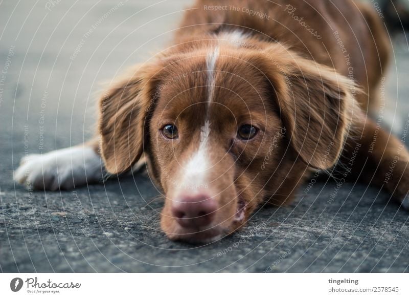 down Natur Tier Haustier Hund Tiergesicht Pfote 1 alt beobachten warten authentisch weich braun grau schwarz Gefühle Tierliebe gehorsam Gelassenheit geduldig