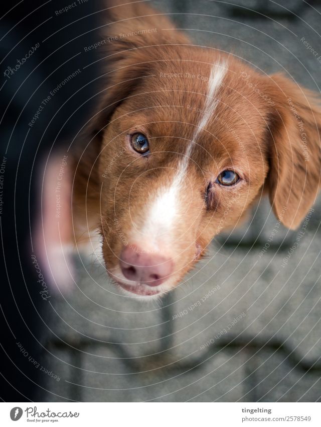 Fuß Natur Jacke Tier Haustier Hund Tiergesicht Fell 1 Denken gehen lernen Blick braun grau rot schwarz weiß Vertrauen loyal Tierliebe Treue Fuß laufen