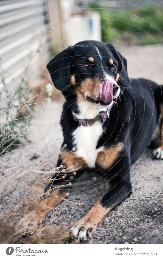 züngelt Natur Pflanze Blatt Wildpflanze Tier Haustier Hund Tiergesicht Fell 1 gelb grün rosa schwarz Appenzeller Sennenhund züngeln warten geduldig brav