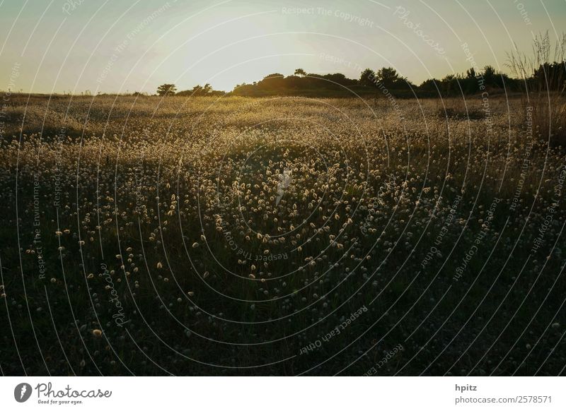 sommer vorbei? Natur Landschaft Pflanze Herbst Gras Blüte Wildpflanze Wiese Feld Blühend leuchten verblüht gold Stimmung Gelassenheit ruhig Leben Farbfoto