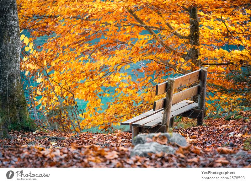 Holzbank in Herbstlandschaft Freizeit & Hobby Ferien & Urlaub & Reisen wandern Erntedankfest Natur Schönes Wetter Blatt Wald alt natürlich Alpsee See Bayern