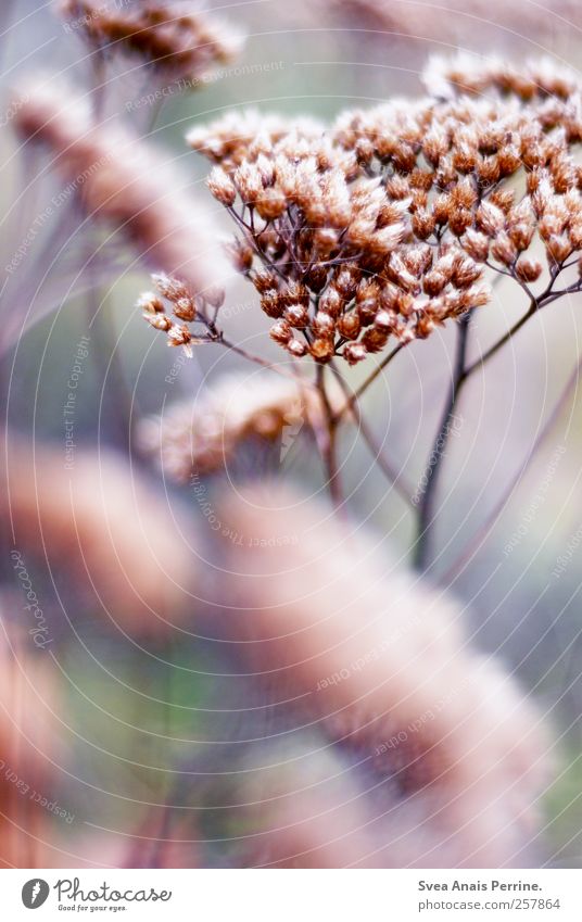 aus lärm gebaut. Umwelt Natur Schönes Wetter Pflanze Ast schön kalt natürlich Hoffnung Farbfoto Gedeckte Farben Außenaufnahme Licht Schwache Tiefenschärfe