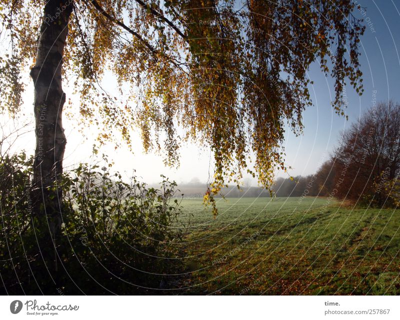 Morgenland Landwirtschaft Forstwirtschaft Umwelt Natur Landschaft Herbst Schönes Wetter Pflanze Baum Gras Grünpflanze Feld ästhetisch Zufriedenheit Einsamkeit