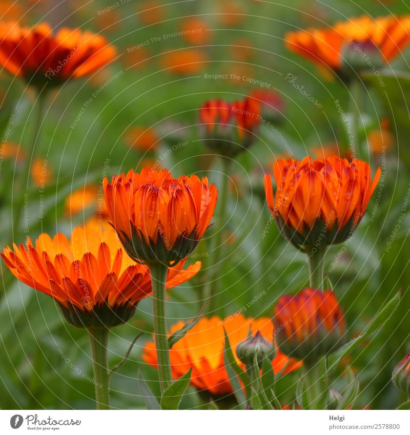 Ringelblumen Umwelt Natur Pflanze Sommer Blume Blatt Blüte Blütenblatt Blütenknospen Garten Blühend stehen Wachstum natürlich grün orange ästhetisch einzigartig