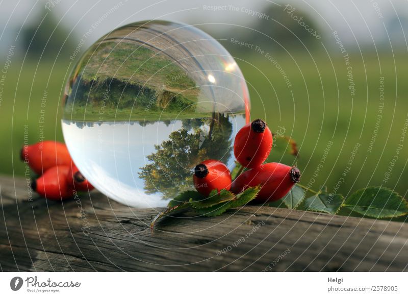 herbstliche Spielerei mit der Glaskugel Umwelt Natur Landschaft Pflanze Himmel Herbst Schönes Wetter Blatt Wildpflanze Hagebutten Dekoration & Verzierung Holz