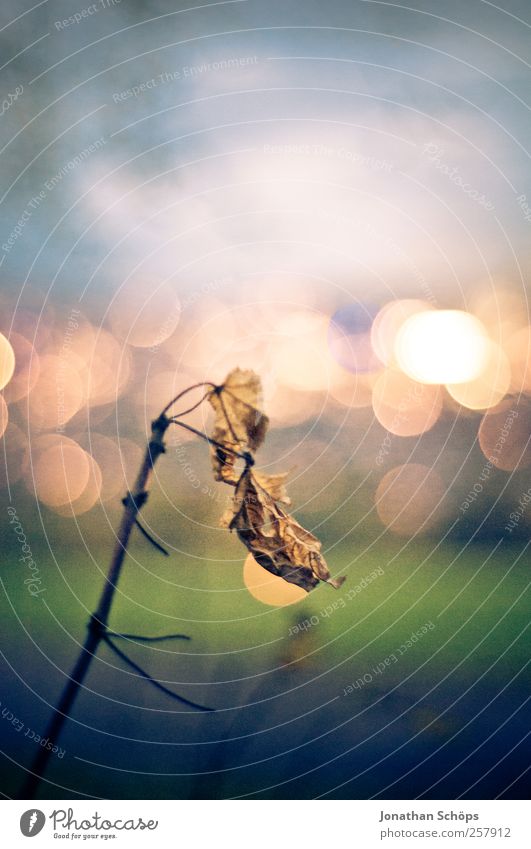 einsames Blatt vorm Lichtermeer [hoch] Umwelt Natur Landschaft Himmel Park Wiese blau braun gelb gold grün Gefühle Stimmung Zukunftsangst Zufriedenheit