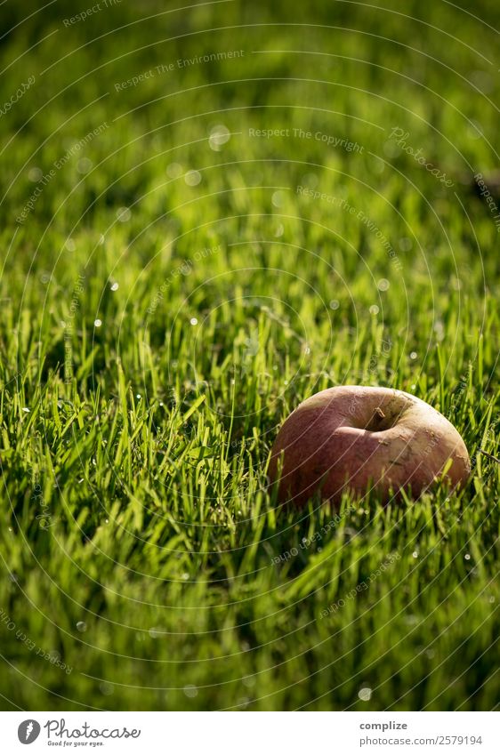 Reifer Apfel im nassen Gras Lebensmittel Frucht Ernährung Frühstück Mittagessen Picknick Bioprodukte Vegetarische Ernährung Getränk kaufen Gesundheit