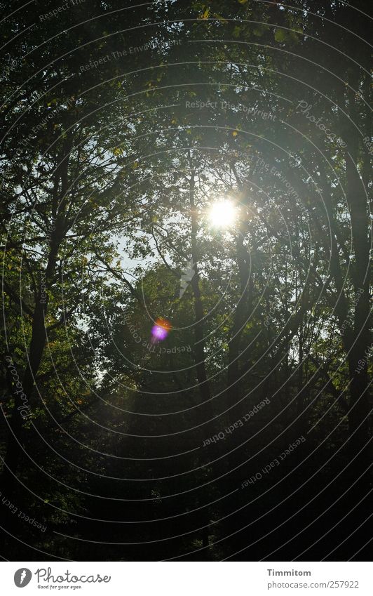 Komm! Natur Pflanze Sonnenlicht Herbst Schönes Wetter Baum Wald Holz Blick dunkel grün schwarz Stimmung Leben ruhig Farbfoto Gedeckte Farben Außenaufnahme