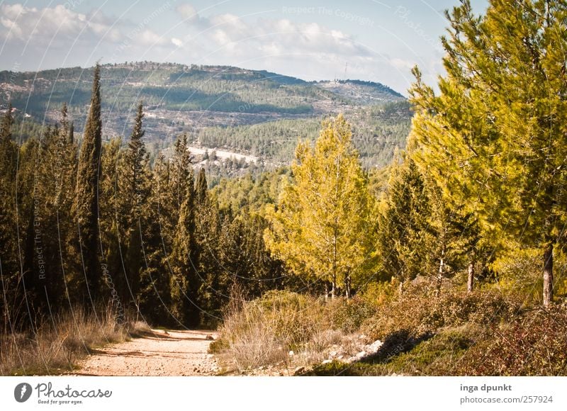 durch das heilige Land Umwelt Natur Landschaft Pflanze Urelemente Himmel Herbst Schönes Wetter Wärme Dürre Baum Gras Sträucher Wildpflanze Wald Hügel