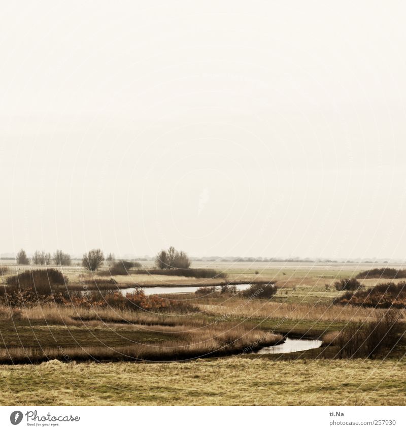 Deichblicke I Umwelt Natur Landschaft Tier Herbst Winter schlechtes Wetter Baum Gras Sträucher Nordsee Dithmarschen Naturschutzgebiet Speicherkoog hell