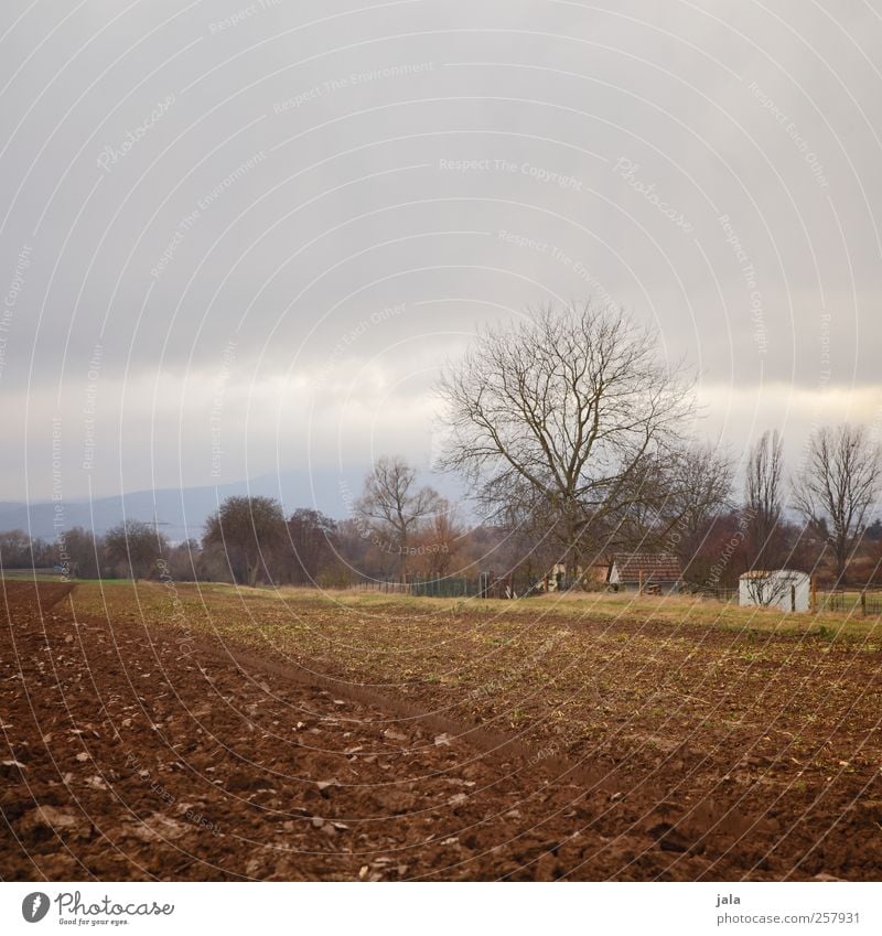 acker Umwelt Natur Landschaft Himmel Herbst Pflanze Baum Sträucher Feld natürlich trist Farbfoto Außenaufnahme Menschenleer Textfreiraum oben Dämmerung