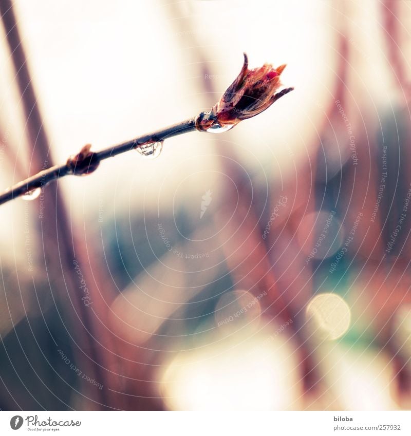 Tauwetter Umwelt Pflanze Wassertropfen Frühling Winter Wetter Regen Schnee Sträucher Blütenknospen Garten Park Tropfen rot Leben Hoffnung Traurigkeit Trauer