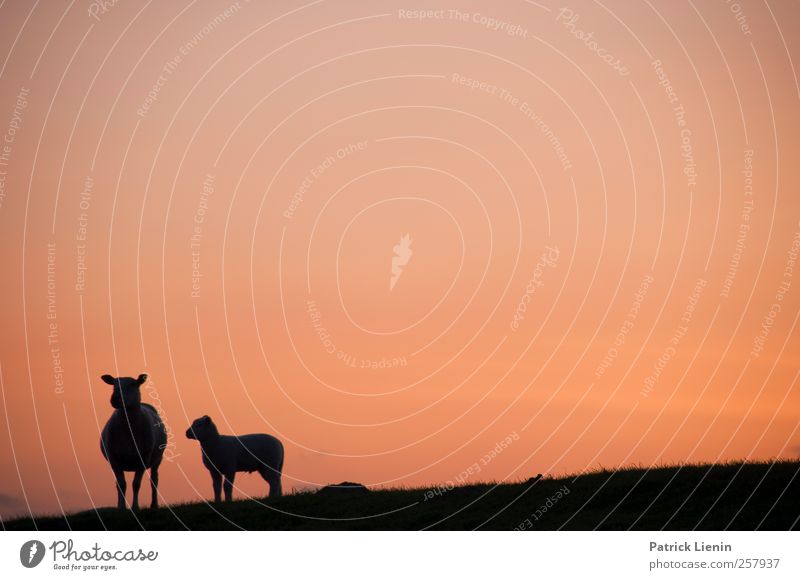 Was willst du? Umwelt Natur Landschaft Urelemente Himmel Wolkenloser Himmel Klimawandel Wetter Schönes Wetter Wiese Hügel Tier Nutztier Wildtier 2 Blick stehen