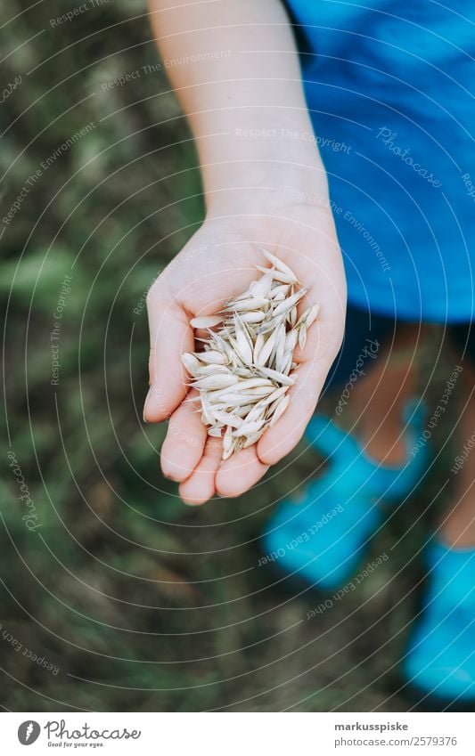 Kind sammelt Hafer Getreide Freude Gesunde Ernährung harmonisch Wohlgefühl Spielen Ausflug Abenteuer Ferne Freiheit Expedition Kindererziehung lernen Junge Hand