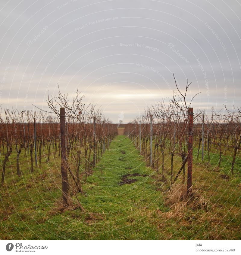 wingert Umwelt Natur Landschaft Pflanze Himmel Gras Nutzpflanze Weinberg natürlich trist Farbfoto Außenaufnahme Menschenleer Textfreiraum oben Dämmerung